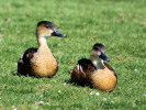 Wandering Whistling Duck(WWT Slimbridge March 2011) - pic by Nigel Key